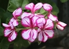 Cluster of pink flowers. Each petal has a large white flare/spot