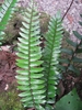 fern frond