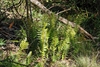 Erect fern fronds
