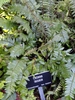 Fern in botanical garden with a sign reading Pellaea falcata.