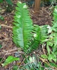 Erect fern fronds