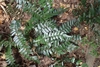 Shiny fern fronds.