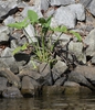 Peltandra virginica