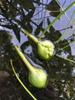 Fruit