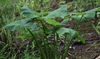 Leaves and stem