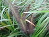 Cenchrus alopecuroides 'Viridescens' leaves