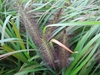 Pennisetum alopecuroides 'Viridescens'