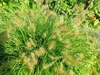 Flowers and leaves