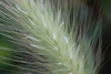 Closep of flower spike