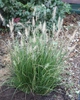 Cenchrus alopecuroides 'Hammeln'