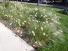 Pennisetum alopecuroides 'Hameln'