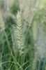 Cenchrus alopecuroides 'Hameln'