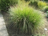 Form of the grass