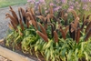 dwarf grass with dense upright spikes of grain.
