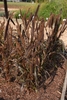 Purple-leafed grass with dense upright spikes of grain