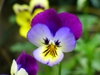 Pensamiento (Viola tricolor)