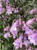 Penstemon