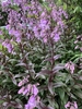 Penstemon