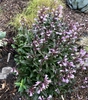 Form