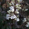 Penstemon digitalis Huskers Red