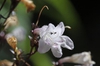 Close up of flower