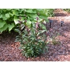 Erect stems with green old leaves & reddish new growth