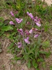 Form