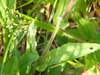 Stem and leaves