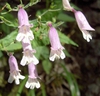 Penstemon canescens
