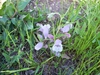 Form