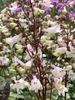 white tubular flowers on red stems