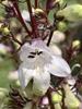 Close up of white tubular flower on red stem