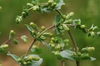 Stem and buds