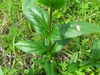 Leaves