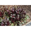 Reddish foliage emerging from the ground in spring