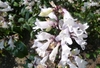 white tubular flowers on red stems