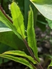 Leaves and stem