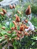 Fruits