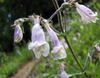 Flower detail