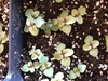 seedlings