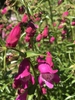 Flowers and buds