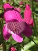 Close up of flower