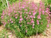 Spring form in bloom