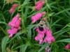 Pollinator on flower