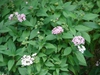 Pentas lanceolata
