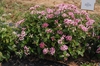 Pentas lanceolata