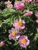 Pink semi-double flowers with large balls of stamens.