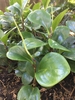 Shiny, rubbery leaves and upright spikes of minute flowers.