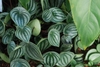 Foliage of rounded leaves with silver stripes.