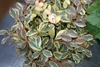 Leaves